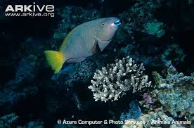 Image result for Scarus ferrugineus