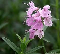 Image result for Hyssopus officinalis