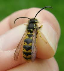 Attēlu rezultāti vaicājumam “Vespula germanica male”