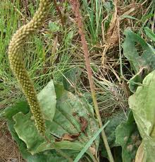 Attēlu rezultāti vaicājumam “Plantago major subsp. intermedia”