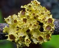 Attēlu rezultāti vaicājumam “Tuckermannopsis chlorophylla”