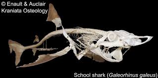 Image result for Galeorhinus galeus
