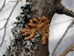 Attēlu rezultāti vaicājumam “Hypocreopsis lichenoides”