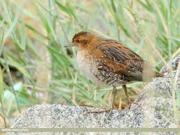 Image result for Porzana pusilla