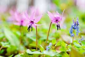 Attēlu rezultāti vaicājumam “Erythronium sibiricum flower”