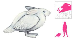 Image result for Lagopus lagopus