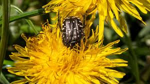 Attēlu rezultāti vaicājumam “Oxythyrea funesta imago”