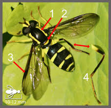 Attēlu rezultāti vaicājumam “Xanthogramma sp.”