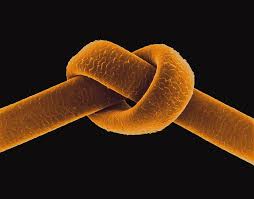 Image result for human hair microscope image