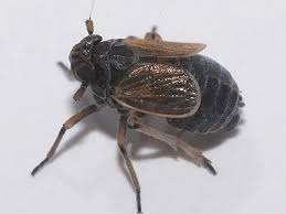 Attēlu rezultāti vaicājumam “Javesella pellucida female”