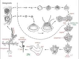 Attēlu rezultāti vaicājumam “Seligeria donniana sporophyte”