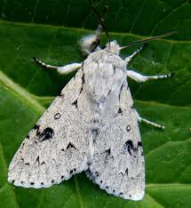 Attēlu rezultāti vaicājumam “Acronicta leporina larva”