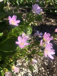 Attēlu rezultāti vaicājumam “Claytonia sibirica flower”