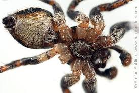 Attēlu rezultāti vaicājumam “Evarcha falcata male”