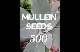 Image result for Verbascum densiflorum