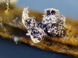 Attēlu rezultāti vaicājumam “Physarum cinereum macro”