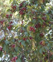 Attēlu rezultāti vaicājumam “Malus purpurea”