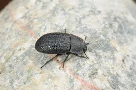 Attēlu rezultāti vaicājumam “Opatrum sabulosum”