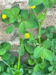 Attēlu rezultāti vaicājumam “Medicago lupulina leaf”
