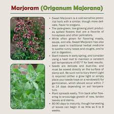 Image result for Origanum majorana
