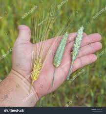 Attēlu rezultāti vaicājumam “Hordeum vulgare”