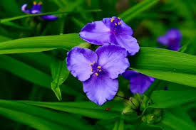 Attēlu rezultāti vaicājumam “Tradescantia virginiana flower”