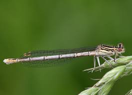 Attēlu rezultāti vaicājumam “Platycnemis pennipes”
