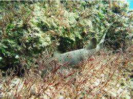 Image result for Ginglymostoma cirratum