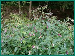 Attēlu rezultāti vaicājumam “Impatiens glandulifera leaf”