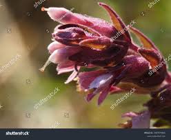 Attēlu rezultāti vaicājumam “Odontites vulgaris flower”