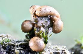 Attēlu rezultāti vaicājumam “Gulielmina vermicularis macro”