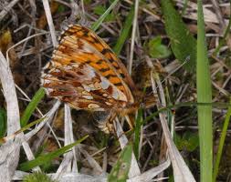 Attēlu rezultāti vaicājumam “Boloria dia”