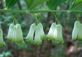 Attēlu rezultāti vaicājumam “Polygonatum multiflorum  fruit”