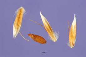 Attēlu rezultāti vaicājumam “Deschampsia flexuosa”