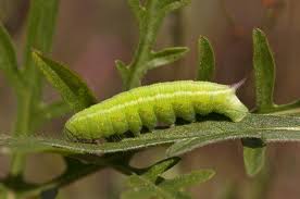 Attēlu rezultāti vaicājumam “Hemaris tityus”
