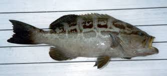 Image result for Mycteroperca interstitialis