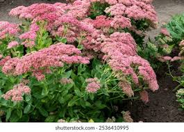 Attēlu rezultāti vaicājumam “Hylotelephium telephium flower”