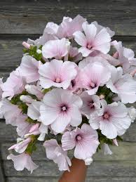 Image result for Lavatera trimestris