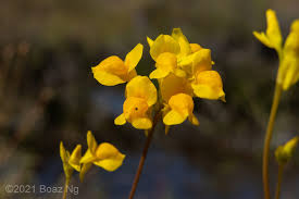 Attēlu rezultāti vaicājumam “Utricularia x neglecta flower”
