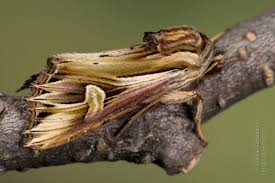 Attēlu rezultāti vaicājumam “Actinotia polyodon”