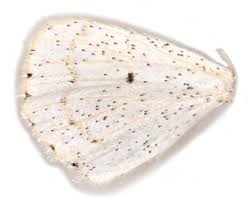 Attēlu rezultāti vaicājumam “Scopula floslactata imago”