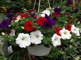 Image result for Petunia hybrida