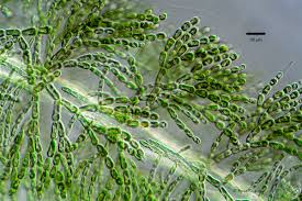 Attēlu rezultāti vaicājumam “Batrachospermum moniliforme”