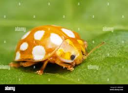 Attēlu rezultāti vaicājumam “Halyzia sedecimguttata”