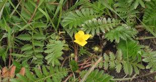 Image result for Potentilla anserina