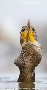 Image result for Phalacrocorax carbo
