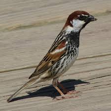 Image result for Passer hispaniolensis