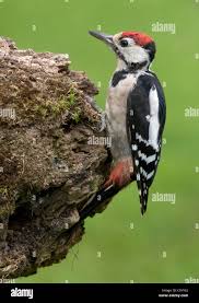 Attēlu rezultāti vaicājumam “Dendrocopos minor”