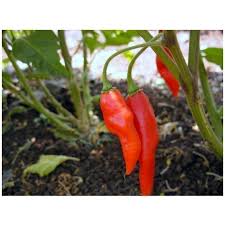 Afbeeldingsresultaat voor chili maya hot pepper hot pepper