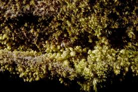 Attēlu rezultāti vaicājumam “Scapania apiculata”